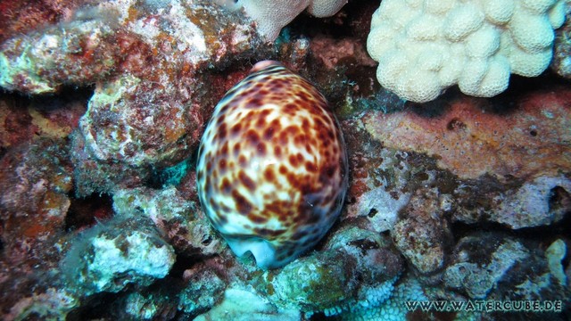 Hawaii-2012-577.jpg