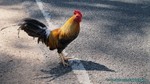 Hawaii-2012-623.jpg