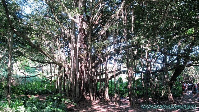 Hawaii-2012-625.jpg