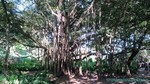 Hawaii-2012-625.jpg