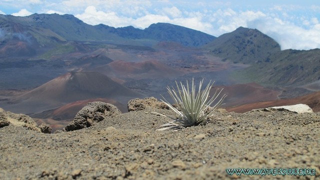 Hawaii-2012-683.jpg