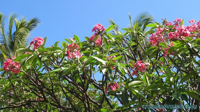 Hawaii-2012-702.jpg