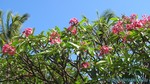 Hawaii-2012-702.jpg