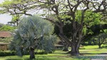 Hawaii-2012-703.jpg