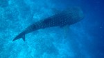 Vilamendhoo2013-063.jpg
