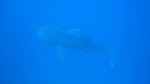 Vilamendhoo2013-064.jpg