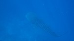 Vilamendhoo2013-065.jpg