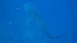 Vilamendhoo2013-066.jpg