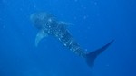 Vilamendhoo2013-069.jpg