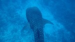 Vilamendhoo2013-073.jpg