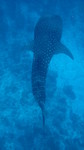 Vilamendhoo2013-074.jpg