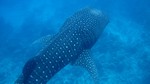 Vilamendhoo2013-075.jpg