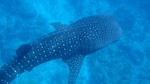 Vilamendhoo2013-076.jpg