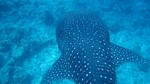 Vilamendhoo2013-077.jpg