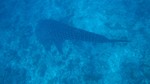 Vilamendhoo2013-078.jpg