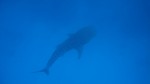 Vilamendhoo2013-079.jpg