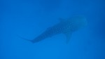 Vilamendhoo2013-080.jpg