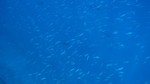 Vilamendhoo2013-081.jpg