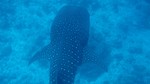 Vilamendhoo2013-083.jpg