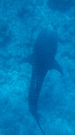 Vilamendhoo2013-084.jpg