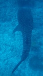 Vilamendhoo2013-085.jpg