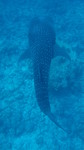 Vilamendhoo2013-086.jpg