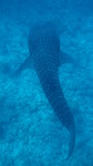 Vilamendhoo2013-087.jpg