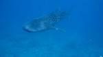 Vilamendhoo2013-090.jpg