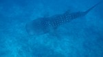 Vilamendhoo2013-091.jpg
