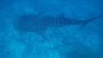 Vilamendhoo2013-092.jpg