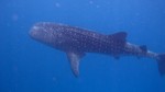 Vilamendhoo2013-093.jpg