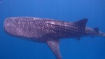 Vilamendhoo2013-094.jpg