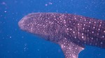 Vilamendhoo2013-095.jpg
