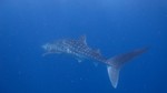 Vilamendhoo2013-096.jpg