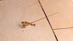 Vilamendhoo2013-100.jpg