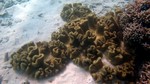Vilamendhoo2013-103.jpg