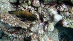 Vilamendhoo2013-105.jpg