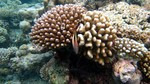 Vilamendhoo2013-107.jpg