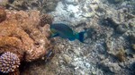 Vilamendhoo2013-113.jpg