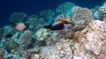 Vilamendhoo2013-116.jpg