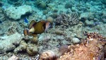 Vilamendhoo2013-119.jpg