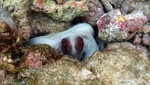 Vilamendhoo2013-125.jpg