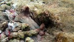 Vilamendhoo2013-126.jpg