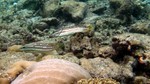 Vilamendhoo2013-127.jpg