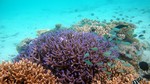 Vilamendhoo2013-140.jpg