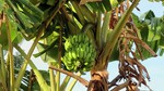 Vilamendhoo2013-148.jpg