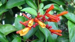Vilamendhoo2013-150.jpg