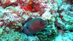 Vilamendhoo2013-171.jpg