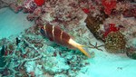 Vilamendhoo2013-180.jpg