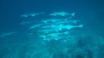 Vilamendhoo2013-187.jpg